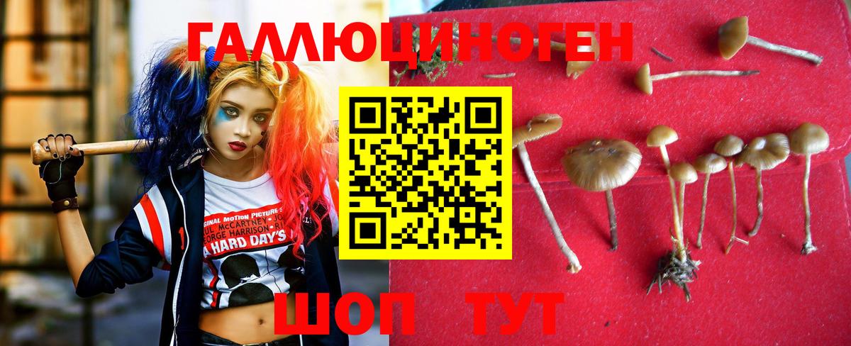 Будённовск  Псилоцибиновые грибы Magic Shrooms  купить закладку  Вход с VPN 